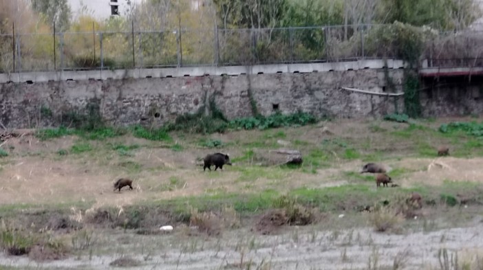 Savona, un branco di cinghiali nel greto del Letimbro Savona, un branco di cinghiali nel greto del Letimbro