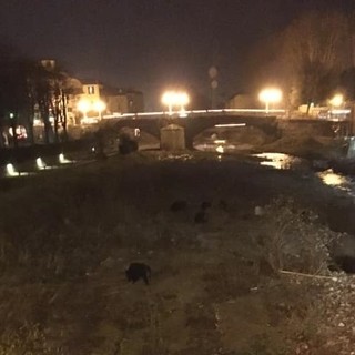 Carcare, cinghiali a spasso nel fiume Bormida (FOTO)