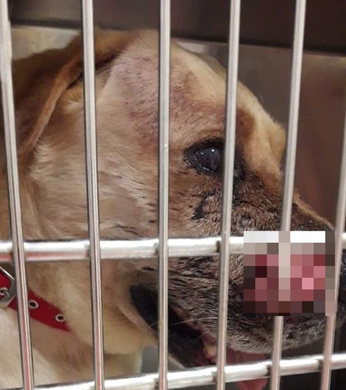 Varazze, cane ferito da un colpo di arma da fuoco. L'appello sui social: "Aiutateci a ricostruire quanto accaduto" Varazze, cane ferito da un colpo di arma da fuoco. L'appello sui social: "Aiutateci a ricostruire quanto accaduto"