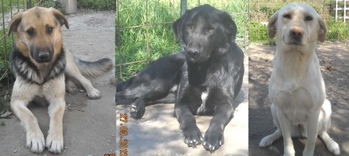 Appello dell'Enpa per tre cani che cercano famiglia Appello dell'Enpa per tre cani che cercano famiglia