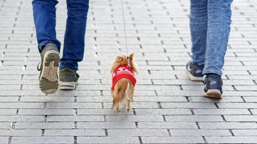 Albenga contro le deiezioni canine: via alla campagna di sensibilizzazione &quot;Lui è un signore. Il maleducato è chi non raccoglie&quot;
