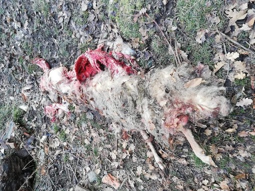 Pecore aggredite dai lupi in un recinto a Cairo Montenotte