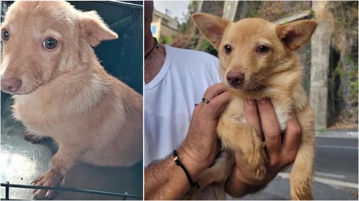Savona, trovata una cagnolina senza microchip in via Famagosta: si cerca il proprietario Savona, trovata una cagnolina senza microchip in via Famagosta: si cerca il proprietario