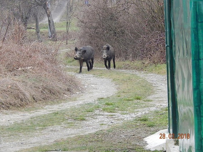 L'appello del sindaco di Plodio: "Non date da mangiare ai cinghiali"