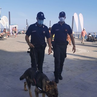 Alassio: pattugliamento del weekend di ferragosto dei Carabinieri con ausilio di unità cinofile Alassio: pattugliamento del weekend di ferragosto dei Carabinieri con ausilio di unità cinofile