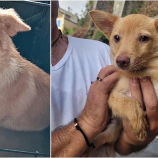 Savona, trovata una cagnolina senza microchip in via Famagosta: si cerca il proprietario Savona, trovata una cagnolina senza microchip in via Famagosta: si cerca il proprietario