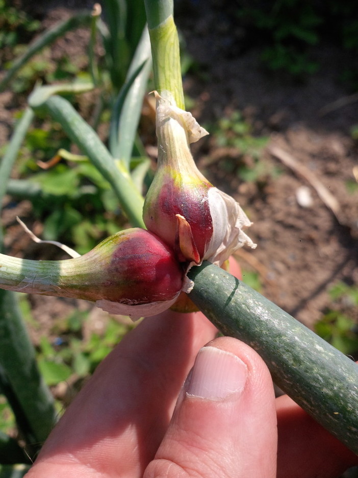 La cipolla egiziana ligure alla XVII Edizione della " Festa delle Erbe Aromatiche, Officinali e Antiche Piante" di Rollo