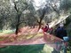 Andora, torna la “Camminata tra gli olivi”, una giornata all’aria aperta alla scoperta delle antiche coltivazioni