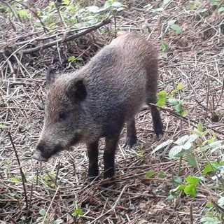 Il 1° ottobre al via la caccia al cinghiale, OSA: "Non è la soluzione alla peste suina, ma la causa"
