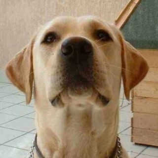 A Loano la seconda edizione della "Passeggiata a sei zampe" A Loano la seconda edizione della "Passeggiata a sei zampe"