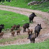 Vietato dare da mangiare ai cinghiali, il sindaco di Celle firma un'ordinanza Vietato dare da mangiare ai cinghiali, il sindaco di Celle firma un'ordinanza