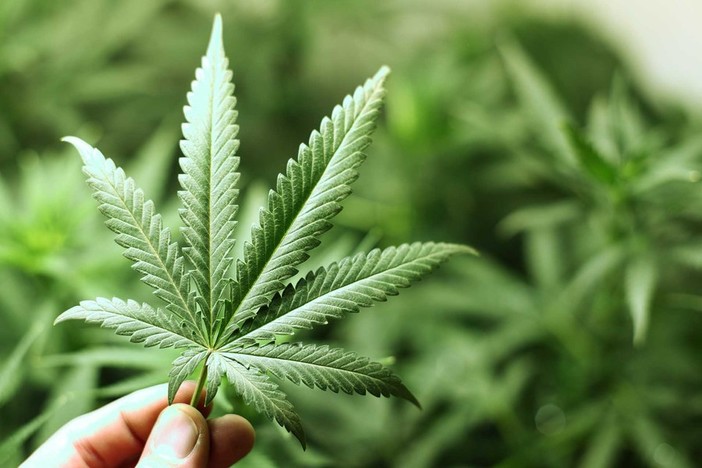 Cannabis libera, depositato il testo del disegno di legge, Mantero (M5S): "Bisogna regolamentare l'autoproduzione"