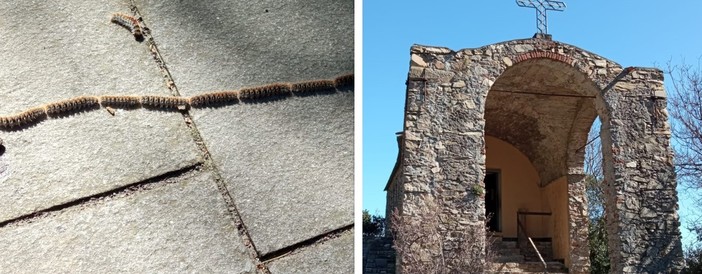 Nuovo allarme processionaria nelle frazioni di Alassio (FOTO)