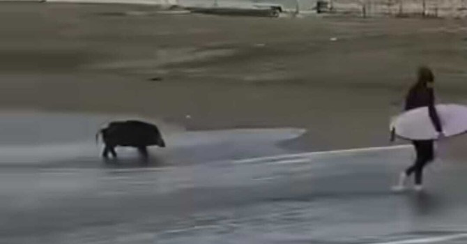 "Nuota coi cinghiali", altro che Poseidone: a Varazze arriva l'ungulato con il surfista (VIDEO)