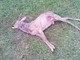 Cani sbranano capriolo nella zona di Conca Verde a Savona: denunciato il proprietario per omessa custodia Cani sbranano capriolo nella zona di Conca Verde a Savona: denunciato il proprietario per omessa custodia