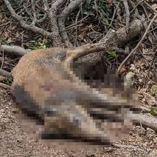 Cinghiali caduti nel finalese, Osa: "La caccia è pericolosa, si sospenda nei weekend"