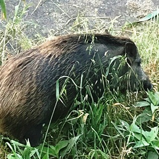 Cinghiali nel Letimbro, l'OSA contro il sindaco Russo: "Perché non batte i pugni in Regione?"