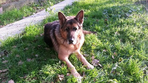 Killian il cane eroe che ha salvato la sua padrona dal crollo del tetto della pizzeria di Alassio