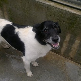 Cairo Montenotte, ritrovato cane bianco e nero