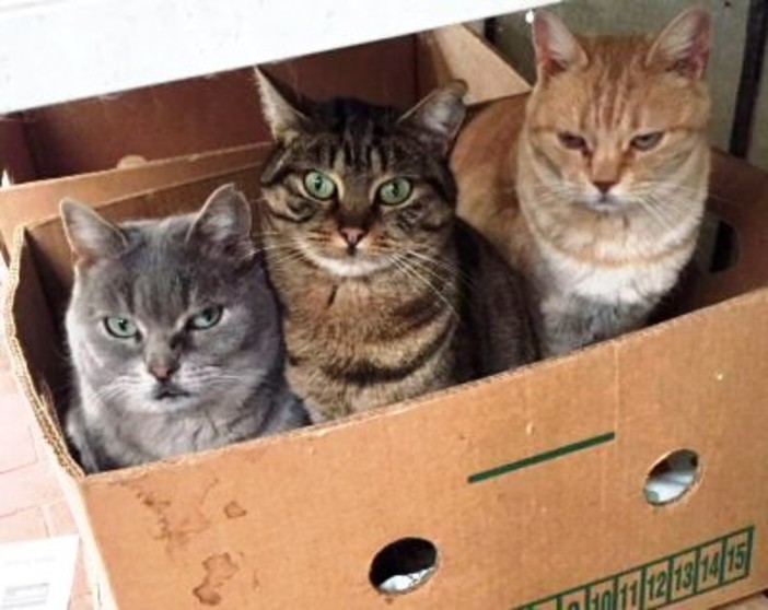 È mancata Bruna Perez, decana dei gattari, lutto a Savona