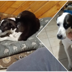 Amy e Lucky, fratello e sorella, cercano casa dopo la scomparsa del proprietario