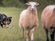 All'Antica Fiera del Bestiame di Carcare arriva la dimostrazione di "sheepdog"