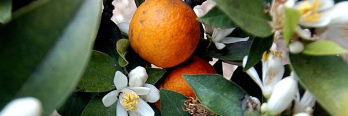 Il Chinotto di Savona al Salone del Gusto di Torino Il Chinotto di Savona al Salone del Gusto di Torino