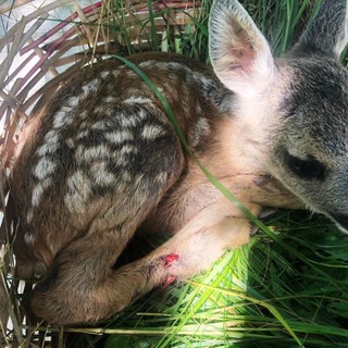 Mioglia, cucciolo di capriolo ferito da una falciatrice (FOTO)