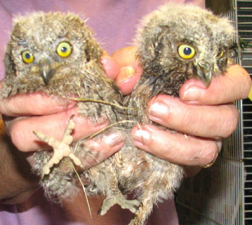 Vento pericoloso per la fauna selvatica: l'Enpa in soccorso dei piccoli volatili, ma la Provincia latita Vento pericoloso per la fauna selvatica: l'Enpa in soccorso dei piccoli volatili, ma la Provincia latita