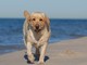 1° ottobre 2014: sì ai cani in spiaggia