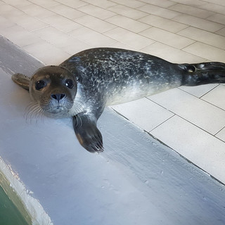 "Fiocco azzurro" all'acquario di Genova: è nato un cucciolo di foca
