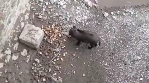 Savona, cinghiale a spasso nel centro città alla foce del Letimbro: video