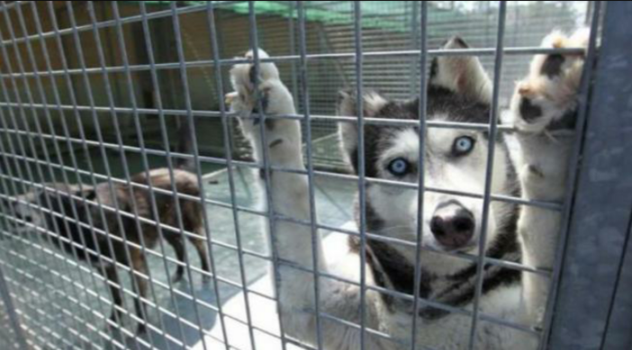 Alassio, l'Accademia Kronos e il Comune aiutano un giovane cane malato di tumore