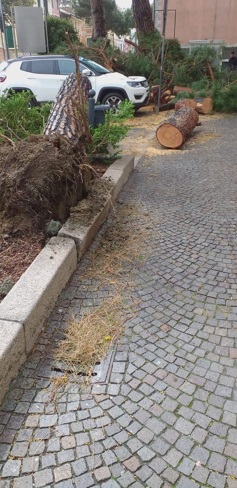 Celle Ligure: pini pericolanti a causa del maltempo Celle Ligure: pini pericolanti a causa del maltempo