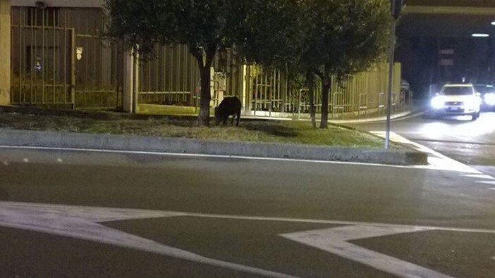 A Vado Ligure cinghiale al pascolo nella rotonda