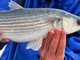 Pesca sportiva anche nei porti di Genova, Savona-Vado e La Spezia. Il commento dell'Enpa: "Povero Mar Ligure"