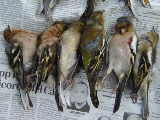 "Caccia selvaggia", gli ambientalisti: "Giochetti clientelari sulle spalle del patrimonio faunistico pubblico"