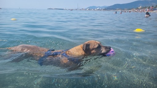 Antò, fa caldo! Dieci consigli (in pillole) per sopravvivere a queste giornate bollenti Antò, fa caldo! Dieci consigli (in pillole) per sopravvivere a queste giornate bollenti