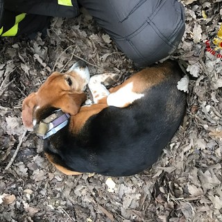 Vigili del fuoco soccorrono un cane in un sentiero tra Loano e Ranzi