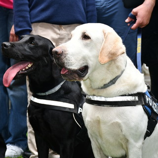 #SENONTIPORTONONPARTO: lo spot della Polizia di Stato contro l’abbandono degli animali