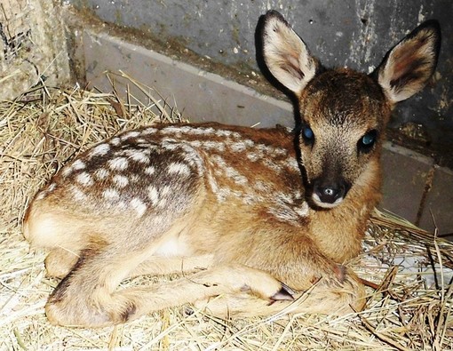 Caccia, l'Enpa attacca: "Dal 3 gennaio potranno essere uccisi i cuccioli e le madri di caprioli e daini"
