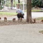 Cinghiali nel centro di Savona, Santi: "Fatto grave e l'ordinanza del sindaco non prevede l'abbattimento" Cinghiali nel centro di Savona, Santi: "Fatto grave e l'ordinanza del sindaco non prevede l'abbattimento"