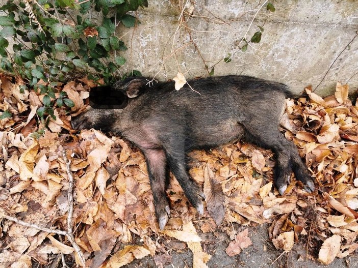 Enpa, investito cinghiale lungo la strada del colle di Cadibona (FOTO)