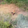 Cinghiale ucciso e trascinato a Legino, Partito Animalista e Osservatorio Savonese: "Peste suina: alla faccia della biosicurezza"