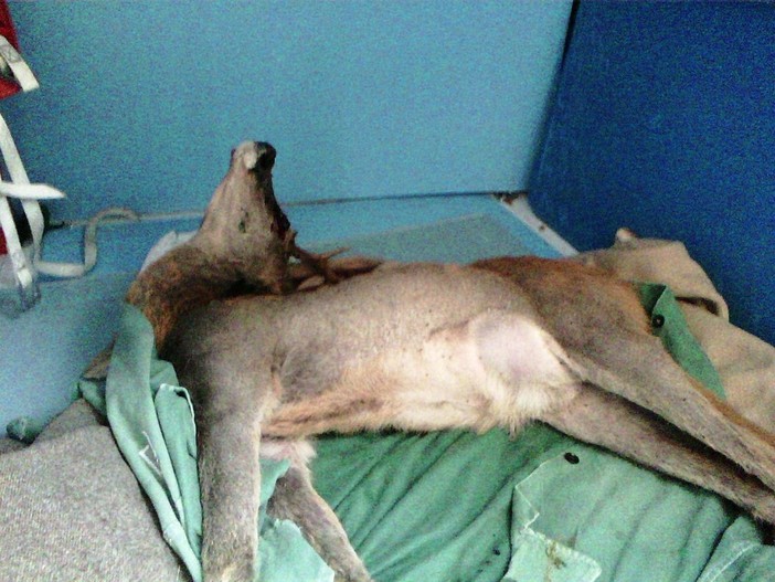 Capriolo morente soccorso dai volontari, Enpa: "Necessari soccorsi alla fauna selvatica" Capriolo morente soccorso dai volontari, Enpa: "Necessari soccorsi alla fauna selvatica"