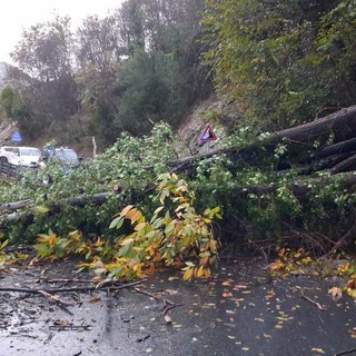Crolla un albero sulla SS582 a Zuccarello: strada riaperta