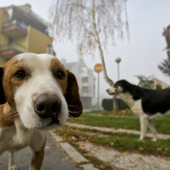 Stretta sulla mancata raccolta delle deiezioni canine a Pontinvrea: il Sindaco firma l'ordinanza Stretta sulla mancata raccolta delle deiezioni canine a Pontinvrea: il Sindaco firma l'ordinanza