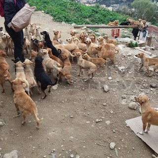 Emergenza cani a Camporosso: sabato e domenica raccolta alimentare a Loano