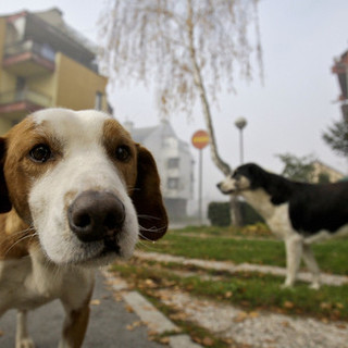 Ordinanza cani a Savona, l'Enpa crea una locandina da affiggere sulla vetrina del negozio "Io non l’ho chiesta, cane sei il benvenuto"