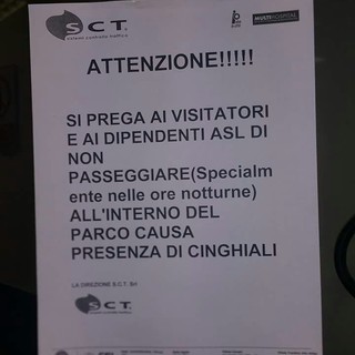 Savona, cinghiali nel parco del San Paolo: un cartello mette in guardia visitatori e dipendenti ASL